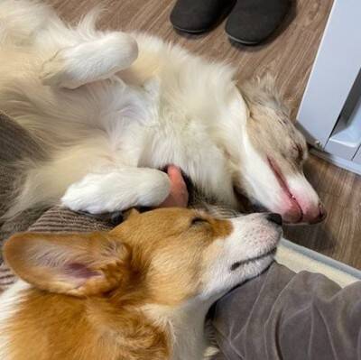 姉犬が雷に怯えていたら、弟犬が…まさかの『落ち着かせる光景』が人間のようだと2万いいね「感動しちゃった」「優しい…完璧すぎる」と絶賛