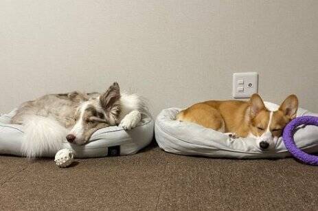 姉犬が雷に怯えていたら、弟犬が…まさかの『落ち着かせる光景』が人間のようだと2万いいね「感動しちゃった」「優しい…完璧すぎる」と絶賛