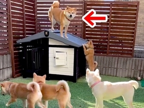 子育てを妻犬に丸投げしてきた夫犬→子どもが成長した結果…納得せざるを得ない『末路』が51万再生「母強し…w」「微笑ましい一家」と絶賛の声