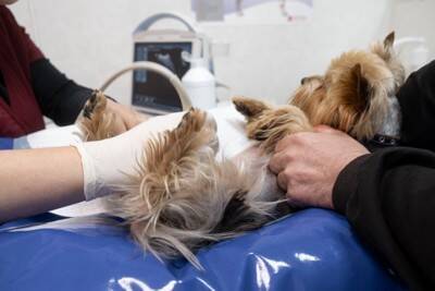 犬が『尿路結石』になったときのサイン5つ　主な初期症状や治療法まで解説