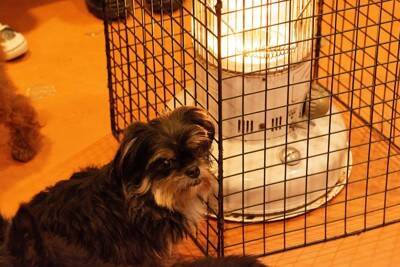 冬に犬を散歩させるときに必要な『防寒対策』4つ　愛犬が寒いと感じているときにみせる行動まで解説