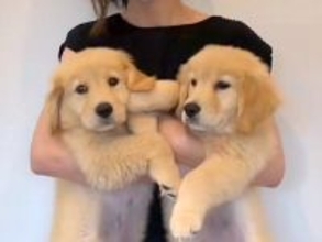 両手で抱えられていた『2匹の大型犬の赤ちゃん』→衝撃の成長を遂げた『7ヶ月後のビフォーアフター』が14万再生「ぬいぐるみ？」「すごい」