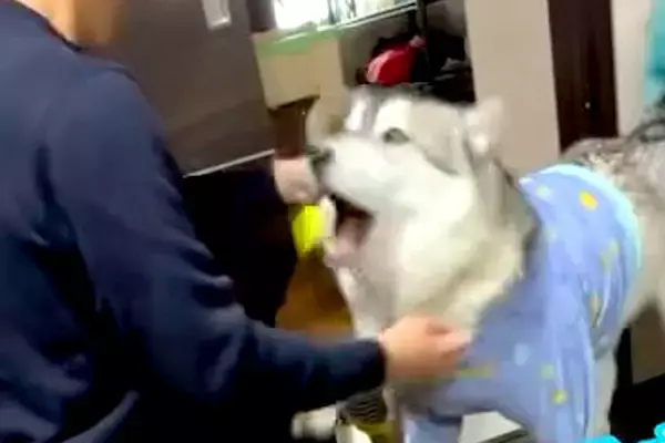 久しぶりに仕事から帰ってきたパパ→寂しがっていた大型犬が…想像以上に『文句を言っている光景』に反響「反応面白すぎるｗｗｗ」「可愛い」