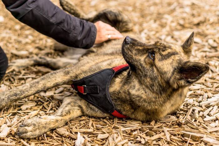 甲斐犬｜犬種の特徴と性格、飼い方や価格相場まで解説