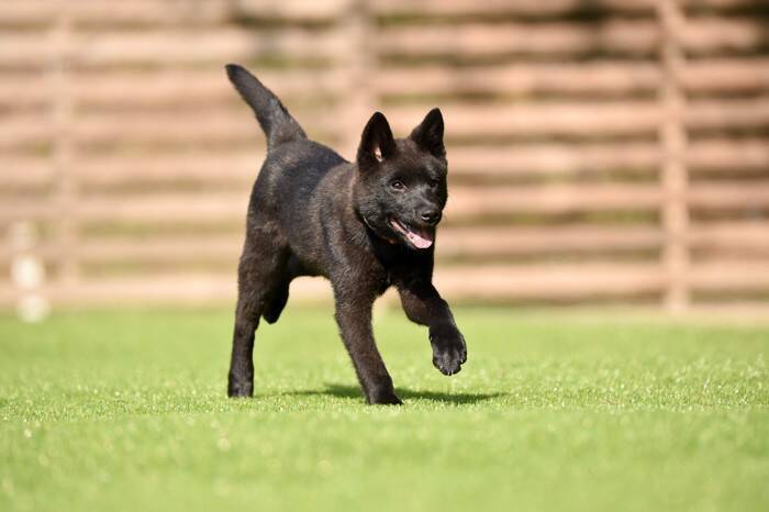 甲斐犬｜犬種の特徴と性格、飼い方や価格相場まで解説
