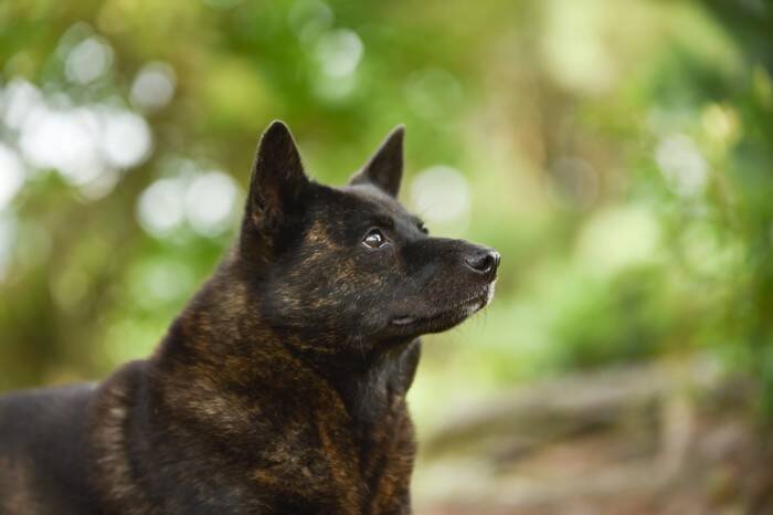 甲斐犬｜犬種の特徴と性格、飼い方や価格相場まで解説