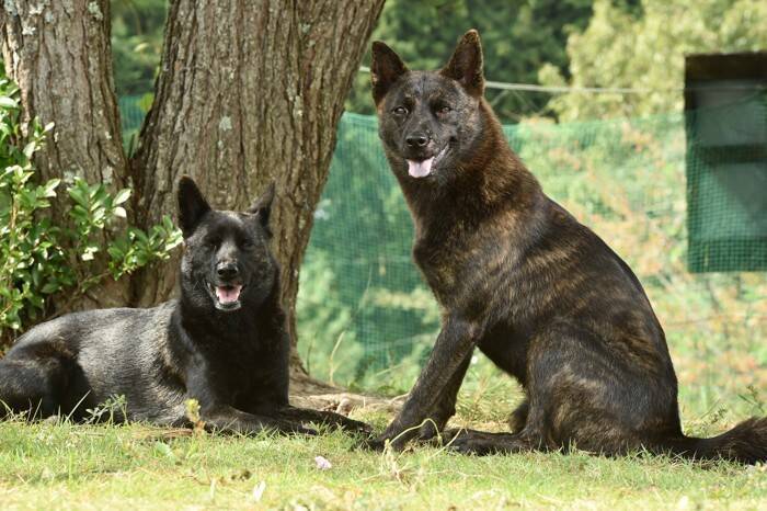 甲斐犬｜犬種の特徴と性格、飼い方や価格相場まで解説