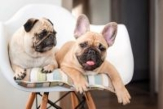 『犬の麻酔』こんな子は要注意！短頭種・肥満のリスクと安全対策【獣医師執筆】