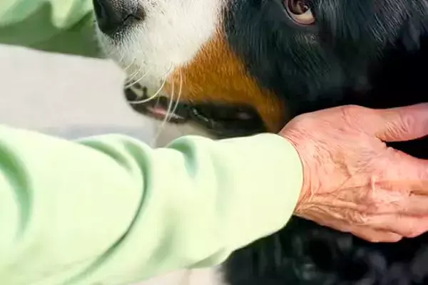 『本当、いい子だねえ』外出中におばあちゃんと出会った超大型犬→あまりにも尊い『ふたりのやり取り』が12万再生「めっちゃ可愛い」「素敵…」