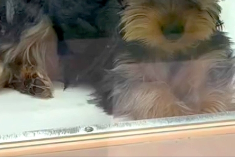 5万円で売れ残った『左足が曲がっている犬』→何日も悩み、飼った結果…涙が止まらない光景が151万再生「運命の出会い」「待ってたんだ」