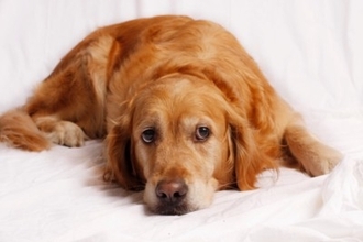 犬も『拗ねてしまう』ことはあるの？愛犬が不満や寂しさを抱えてしまう原因まで解説