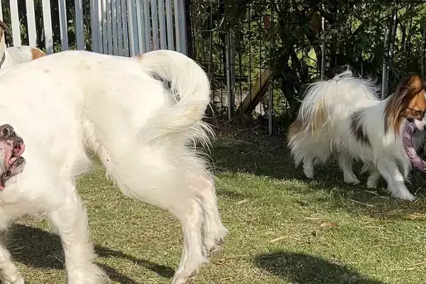 自由に遊ぶ3匹の犬→1匹だけ『作画』が違っていて…思った以上の光景に爆笑「なんかもう重力が違うｗｗ」「バイオハザード味すごくて草」