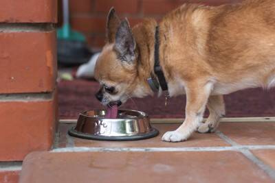 犬に水を与えるときの注意点5選　体調不良を引き起こす危険な水とは？