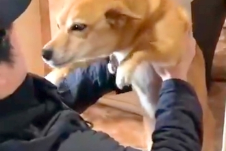 離れて暮らすお兄ちゃんが帰省→犬が玄関までお出迎えをして…尊すぎる『おかえりなさいのご挨拶』に2万いいね「見てて幸せ」「扇風機みたいｗ」
