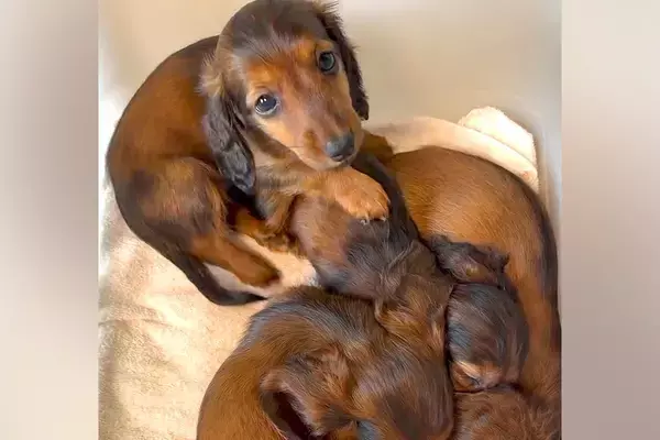 みんなで寝ている赤ちゃん犬→1匹起きたので、こっそり遊んでいたら…とんでもなく尊い『連鎖する光景』が23万再生「破壊級の可愛さ」「天使」