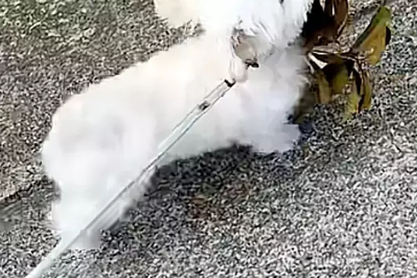 散歩中に『おおきな葉っぱ』を見つけた犬→ちいさな体で一生懸命に…『誇らしげな光景』が可愛すぎると8万再生「宝物見つけたね」「お土産かな」