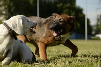 犬が唸っているときのタブー行為5つ『ウーッ』と言っているときの心理や落ち着かせる方法まで