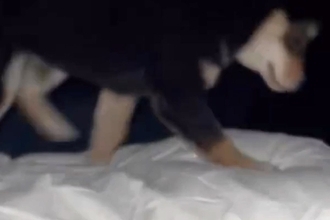 深夜2時半、トイレを済ませ寝室に戻った結果→布団の上を見ると、犬が…飼い主も吹き出した『まさかの光景』が229万再生「目がギラギラｗｗ」
