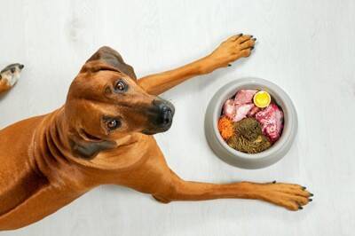 ドイツの犬の飼い主に「生肉食を止めた理由」をアンケート調査　理由の多くは"胃腸の問題"
