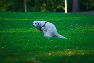 ドイツの犬の飼い主に「生肉食を止めた理由」をアンケート調査　理由の多くは"胃腸の問題"