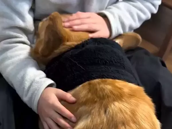 『やってしまった…』女の子を怪我させてしまった犬→想像を超えるほど『落ち込む光景』が尊いと192万再生「申し訳なさそう」「どちらも立派」