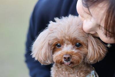 犬にとって『やりすぎなお世話』4つ　意外とやりがちな過剰なケアとは？