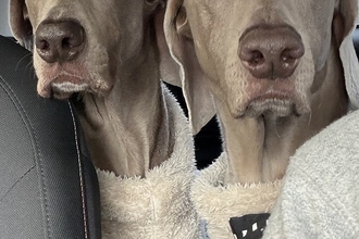 ペーパードライバーの母が運転する車に『2頭の大型犬』を乗せた結果→想定以上だった『表情の違い』が16万表示「ちゃんと分かってるｗｗ」