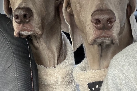 ペーパードライバーの母が運転する車に『2頭の大型犬』を乗せた結果→想定以上だった『表情の違い』が16万表示「ちゃんと分かってるｗｗ」