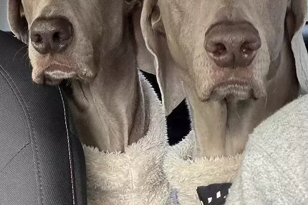 ペーパードライバーの母が運転する車に『2頭の大型犬』を乗せた結果→想定以上だった『表情の違い』が16万表示「ちゃんと分かってるｗｗ」