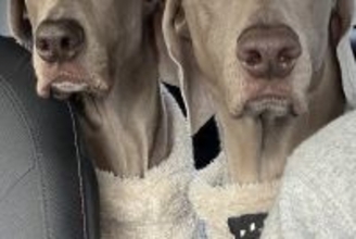 ペーパードライバーの母が運転する車に『2頭の大型犬』を乗せた結果→想定以上だった『表情の違い』が16万表示「ちゃんと分かってるｗｗ」