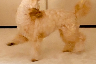 ぬいぐるみのような1歳の犬→悪さをする時だけは…全力すぎる『イタズラの仕方』に反響　普段のかわいらしい姿からは想像できない光景に爆笑