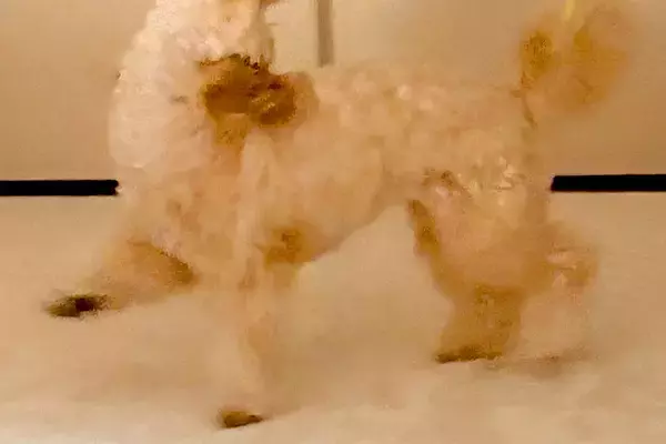 ぬいぐるみのような1歳の犬→悪さをする時だけは…全力すぎる『イタズラの仕方』に反響　普段のかわいらしい姿からは想像できない光景に爆笑