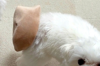 『犬がおもちゃを持ってきた』と思って振り向いたら…予想と違いすぎる『まさかのハプニングと表情』に4万いいね「申し訳なさそうｗ」「可愛い」