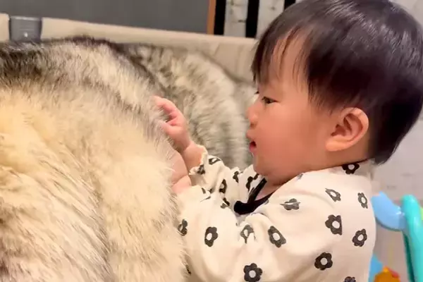 『大型犬のモフモフな毛』に興味津々な赤ちゃん→ワンコが気を遣って…尊すぎる『まさかの対応』が51万再生「涙出た…」「リアルもののけ姫」