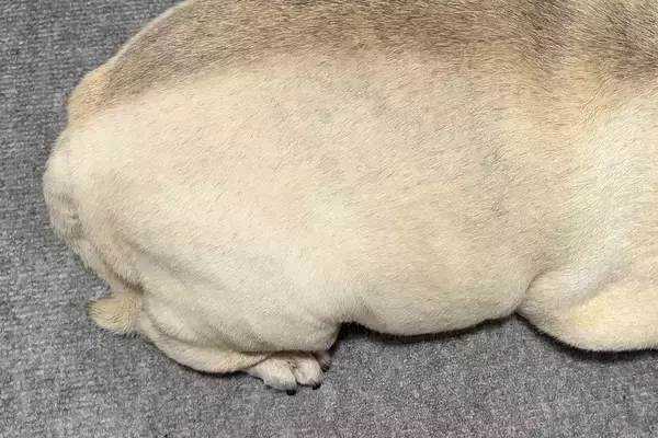 眠っている犬を『上から撮影してみた』結果…まさかの『食べ物にしか見えない光景』に2万いいね集まる「完全一致で草」「生牡蠣ｗｗ」と爆笑続々