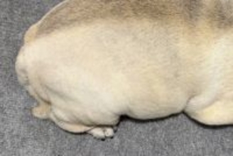 眠っている犬を『上から撮影してみた』結果…まさかの『食べ物にしか見えない光景』に2万いいね集まる「完全一致で草」「生牡蠣ｗｗ」と爆笑続々