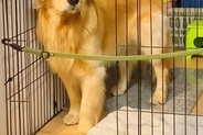 自分でケージに入った大型犬が『閉じ込められた』と勘違いした結果→まさかの『泣いちゃいそうな表情』が236万再生「切ない目ｗ」「可愛すぎ」