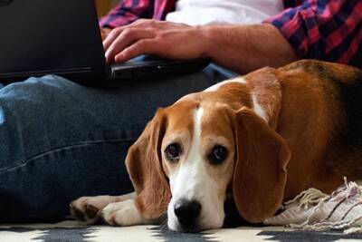 『人が大好きすぎる犬』がみせる行動4選　見逃したくない愛情表現や好かれるコツまで