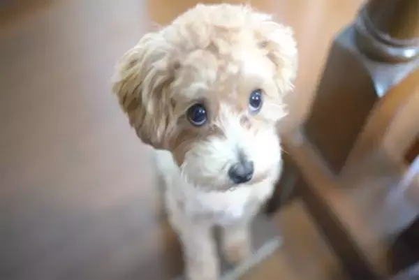 犬を叱ったときに『上目遣い』をしてくる心理5選　反省しているの？愛犬の本音とは