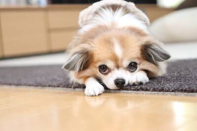 犬を叱ったときに『上目遣い』をしてくる心理5選　反省しているの？愛犬の本音とは