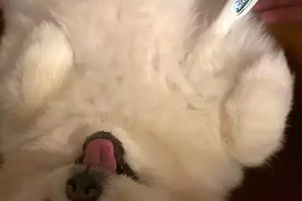 『ズル休み代行サービスです』犬の体に体温計を当ててみた結果→最適すぎる『愛おしい光景』に4万いいね「なんてかわいいお仕事ｗ」「程よくて草」
