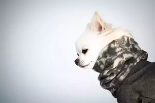 犬が寒いときにする『寝方』4選　見逃してはいけないサインとやるべき防寒対策