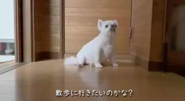 お散歩嫌いのチワワさんがママさんに助けを求める姿が可愛すぎる♡安堵した様子に「表情豊か」「逃げ足が速い（笑）」との声