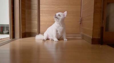 お散歩嫌いのチワワさんがママさんに助けを求める姿が可愛すぎる♡安堵した様子に「表情豊か」「逃げ足が速い（笑）」との声