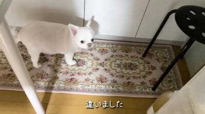 お散歩嫌いのチワワさんがママさんに助けを求める姿が可愛すぎる♡安堵した様子に「表情豊か」「逃げ足が速い（笑）」との声