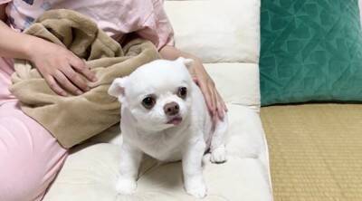 お散歩嫌いのチワワさんがママさんに助けを求める姿が可愛すぎる♡安堵した様子に「表情豊か」「逃げ足が速い（笑）」との声