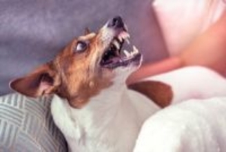 犬が『激怒している』ときに見せるサイン5選　ブチギレている犬に飼い主がしてはいけない行動とは？