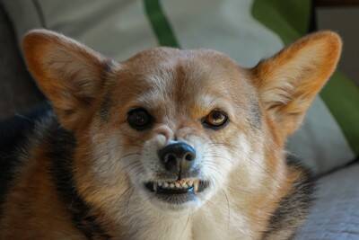 犬が『激怒している』ときに見せるサイン5選　ブチギレている犬に飼い主がしてはいけない行動とは？