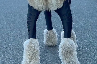 大型犬が汚れないよう『服を着せた』結果→フィットしすぎて…まさかの『脳がバグる光景』が82万再生「ひつじのショーンみたい」「笑った」