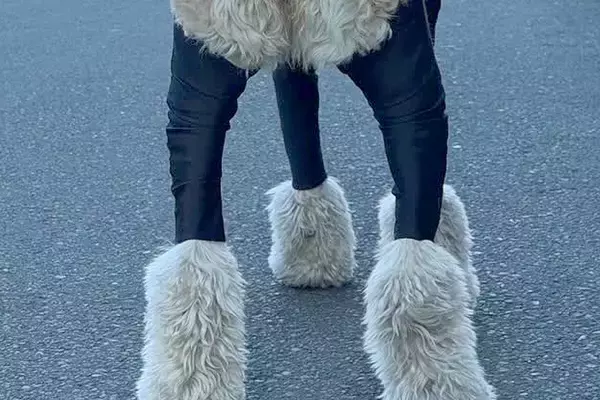 大型犬が汚れないよう『服を着せた』結果→フィットしすぎて…まさかの『脳がバグる光景』が82万再生「ひつじのショーンみたい」「笑った」